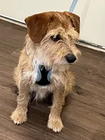 Koda, a male Wire Fox Terrier for sale in Frisco, TX – 5 of 9