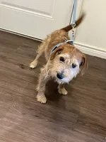 Koda, a male Wire Fox Terrier for sale in Frisco, TX – 4 of 9
