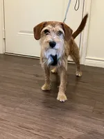 Koda, a male Wire Fox Terrier for sale in Frisco, TX – 6 of 9