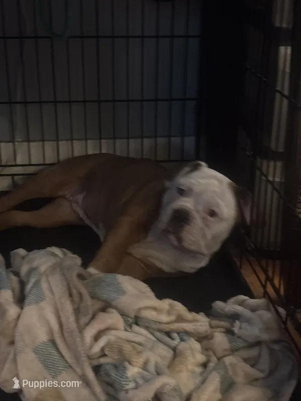 Athena – Olde English Bulldogge puppy for sale in Duluth, MN