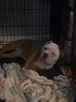 Athena, a female Olde English Bulldogge for sale in Duluth, MN – 1 of 1