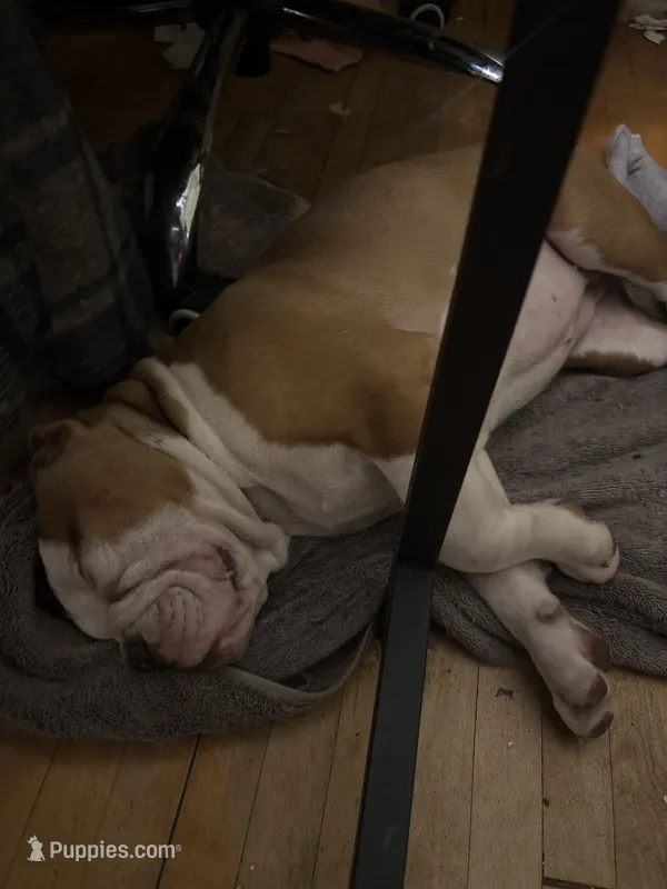 Travis – Olde English Bulldogge puppy for sale in Duluth, MN