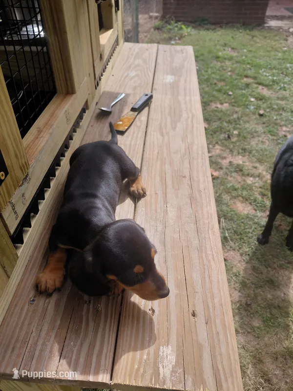 female puppy, a female Miniature Dachshund for sale in Rocky Mount, VA – 1 of 1