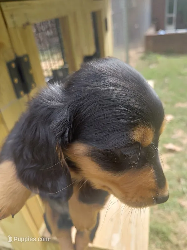 Black male, a male Miniature Dachshund for sale in Rocky Mount, VA – 1 of 2