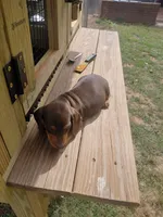 Chocolate Male, a male Miniature Dachshund for sale in Rocky Mount, VA – 2 of 2