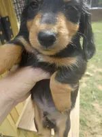 Black male, a male Miniature Dachshund for sale in Rocky Mount, VA – 2 of 2