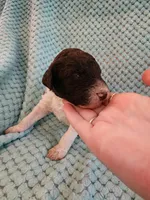 Creme Brulee, a male Poodle - Standard  for sale in Clayton, WA – Photo 2 of 5