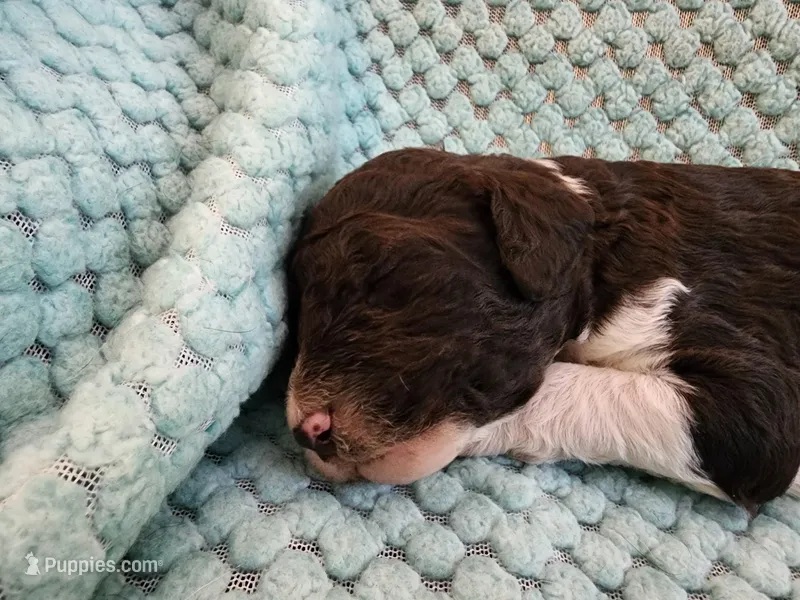 Creme Brulee – Poodle - Standard  puppy for sale in Clayton, WA