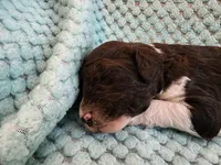 Creme Brulee, a male Poodle - Standard  for sale in Clayton, WA – Photo 1 of 5