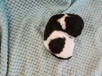 Creme Brulee, a male Poodle - Standard  for sale in Clayton, WA – Photo 3 of 5