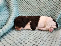 Creme Brulee, a male Poodle - Standard  for sale in Clayton, WA – Photo 4 of 5