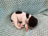 Creme Brulee, a male Poodle - Standard  for sale in Clayton, WA – Photo 5 of 5