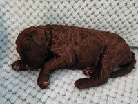 Truffle, a female Poodle - Standard  for sale in Clayton, WA – Photo 4 of 5