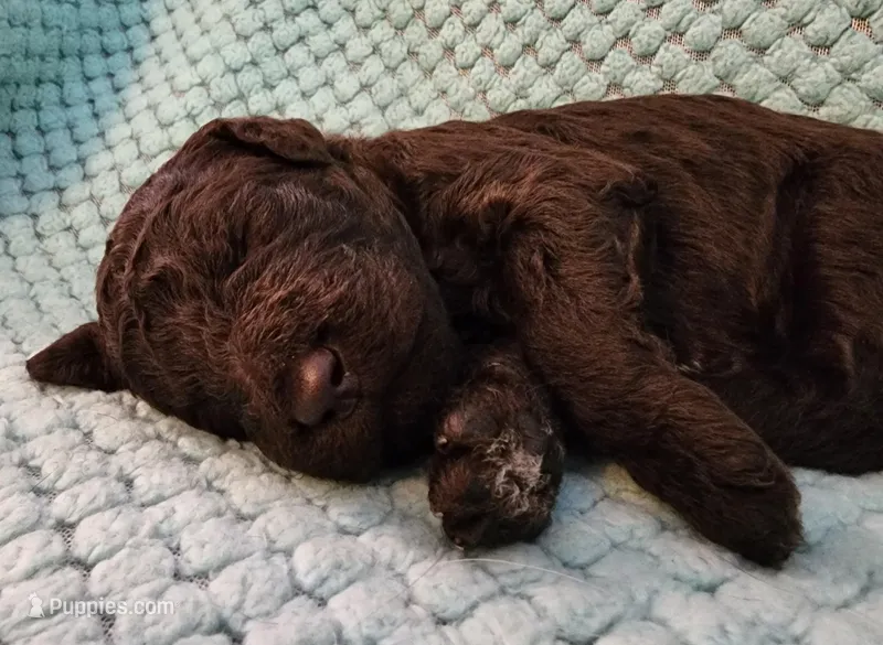 Truffle – Poodle - Standard  puppy for sale in Clayton, WA