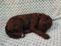 Truffle, a female Poodle - Standard  for sale in Clayton, WA – Photo 5 of 5