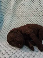 Truffle, a female Poodle - Standard  for sale in Clayton, WA – Photo 3 of 5