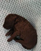 Truffle, a female Poodle - Standard  for sale in Clayton, WA – Photo 2 of 5