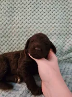 Rolo, a female Poodle - Standard  for sale in Clayton, WA – Photo 2 of 3