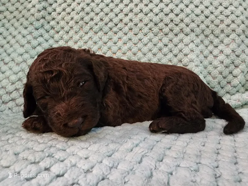 Rolo – Poodle - Standard  puppy for sale in Clayton, WA