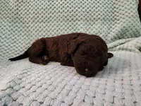 Rolo, a female Poodle - Standard  for sale in Clayton, WA – Photo 3 of 3