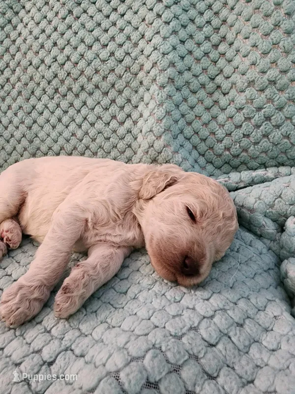 Cream Puff – Poodle - Standard  puppy for sale in Clayton, WA