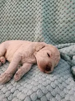 Cream Puff, a female Poodle - Standard  for sale in Clayton, WA – Photo 1 of 6