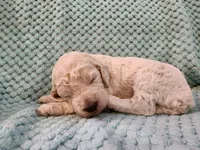 Cream Puff, a female Poodle - Standard  for sale in Clayton, WA – Photo 5 of 6