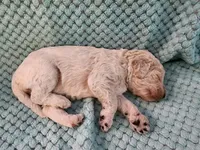 Cream Puff, a female Poodle - Standard  for sale in Clayton, WA – Photo 3 of 6