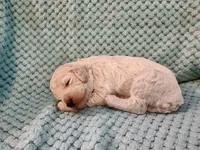 Cream Puff, a female Poodle - Standard  for sale in Clayton, WA – Photo 4 of 6