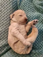 Cream Puff, a female Poodle - Standard  for sale in Clayton, WA – Photo 6 of 6