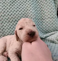 Cream Puff, a female Poodle - Standard  for sale in Clayton, WA – Photo 2 of 6