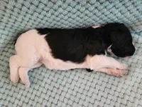 Oreo, a female Poodle - Standard  for sale in Clayton, WA – Photo 3 of 7