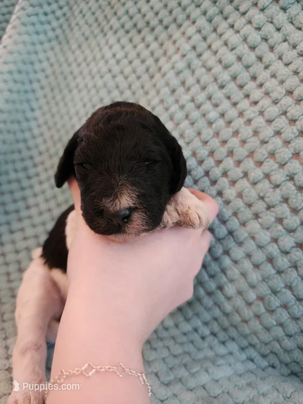 Oreo – Poodle - Standard  puppy for sale in Clayton, WA