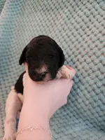 Oreo, a female Poodle - Standard  for sale in Clayton, WA – Photo 1 of 7