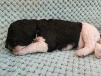 Oreo, a female Poodle - Standard  for sale in Clayton, WA – Photo 5 of 7