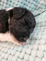 Oreo, a female Poodle - Standard  for sale in Clayton, WA – Photo 4 of 7