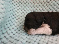 Oreo, a female Poodle - Standard  for sale in Clayton, WA – Photo 6 of 7