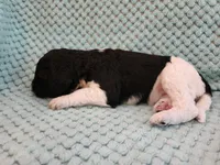 Oreo, a female Poodle - Standard  for sale in Clayton, WA – Photo 7 of 7