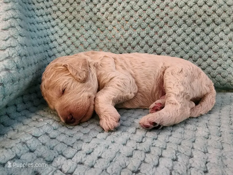 Tapioca – Poodle - Standard  puppy for sale in Clayton, WA