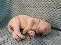 Tapioca, a male Poodle - Standard  for sale in Clayton, WA – Photo 4 of 4