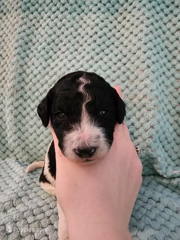 Macaron – Poodle - Standard  puppy for sale in Clayton, WA