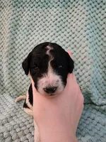 Macaron, a female Poodle - Standard  for sale in Clayton, WA – Photo 1 of 3