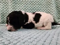 Macaron, a female Poodle - Standard  for sale in Clayton, WA – Photo 2 of 3