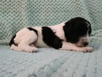 Macaron, a female Poodle - Standard  for sale in Clayton, WA – Photo 3 of 3