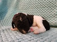 Tiramisu, a male Poodle - Standard  for sale in Clayton, WA – Photo 3 of 4