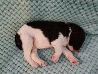 Tiramisu, a male Poodle - Standard  for sale in Clayton, WA – Photo 2 of 4