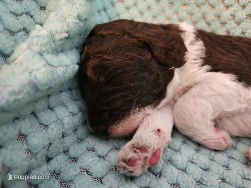 Tiramisu – Poodle - Standard  puppy for sale in Clayton, WA
