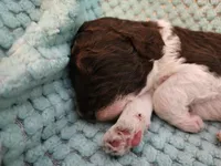 Tiramisu, a male Poodle - Standard  for sale in Clayton, WA – Photo 1 of 4