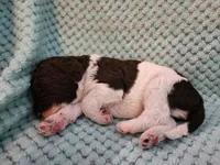 Tiramisu, a male Poodle - Standard  for sale in Clayton, WA – Photo 4 of 4