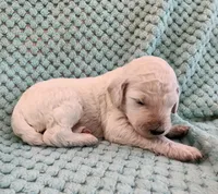 Angel Cake, a female Poodle - Standard  for sale in Clayton, WA – Photo 5 of 7